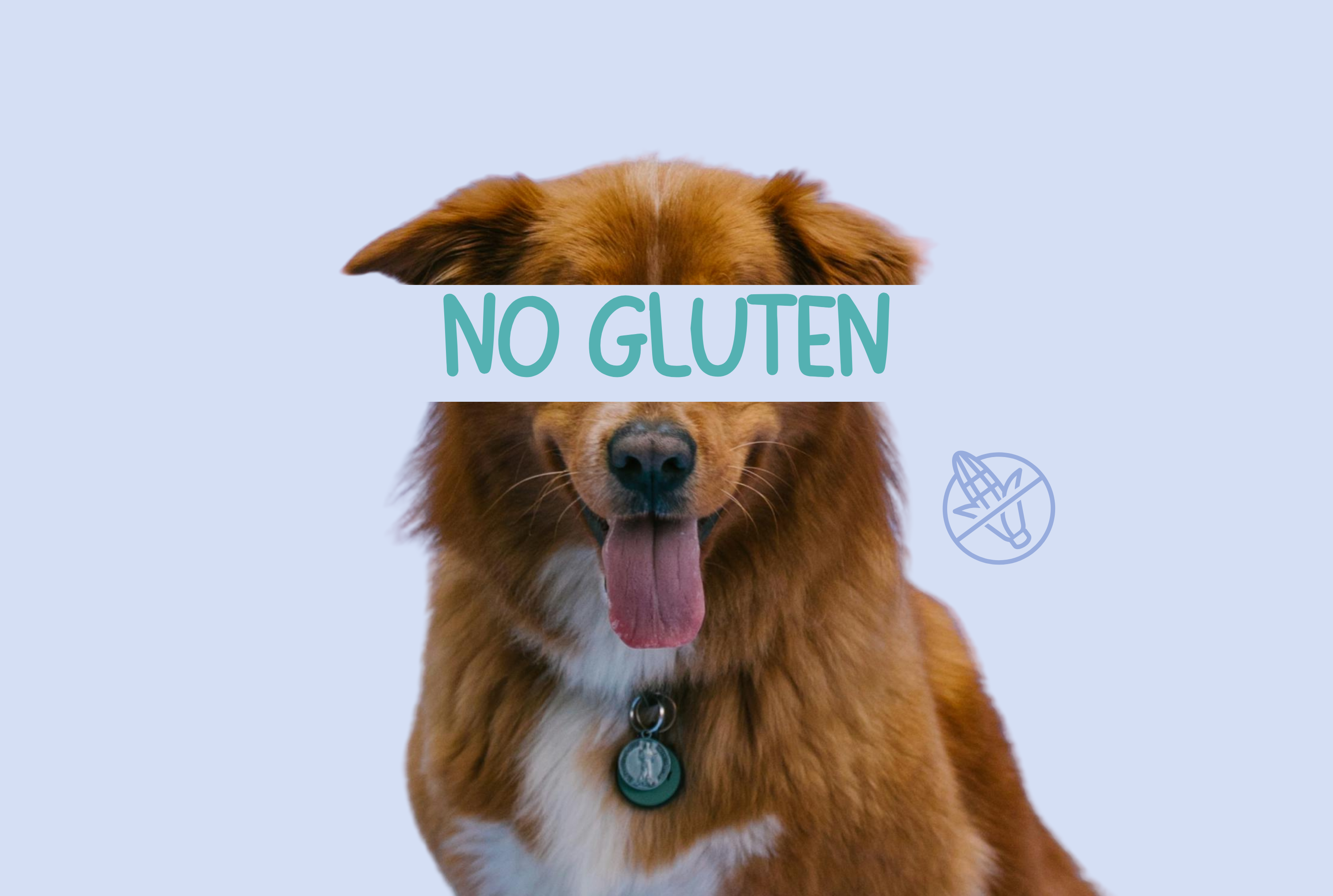 Gluten Free Dog Food