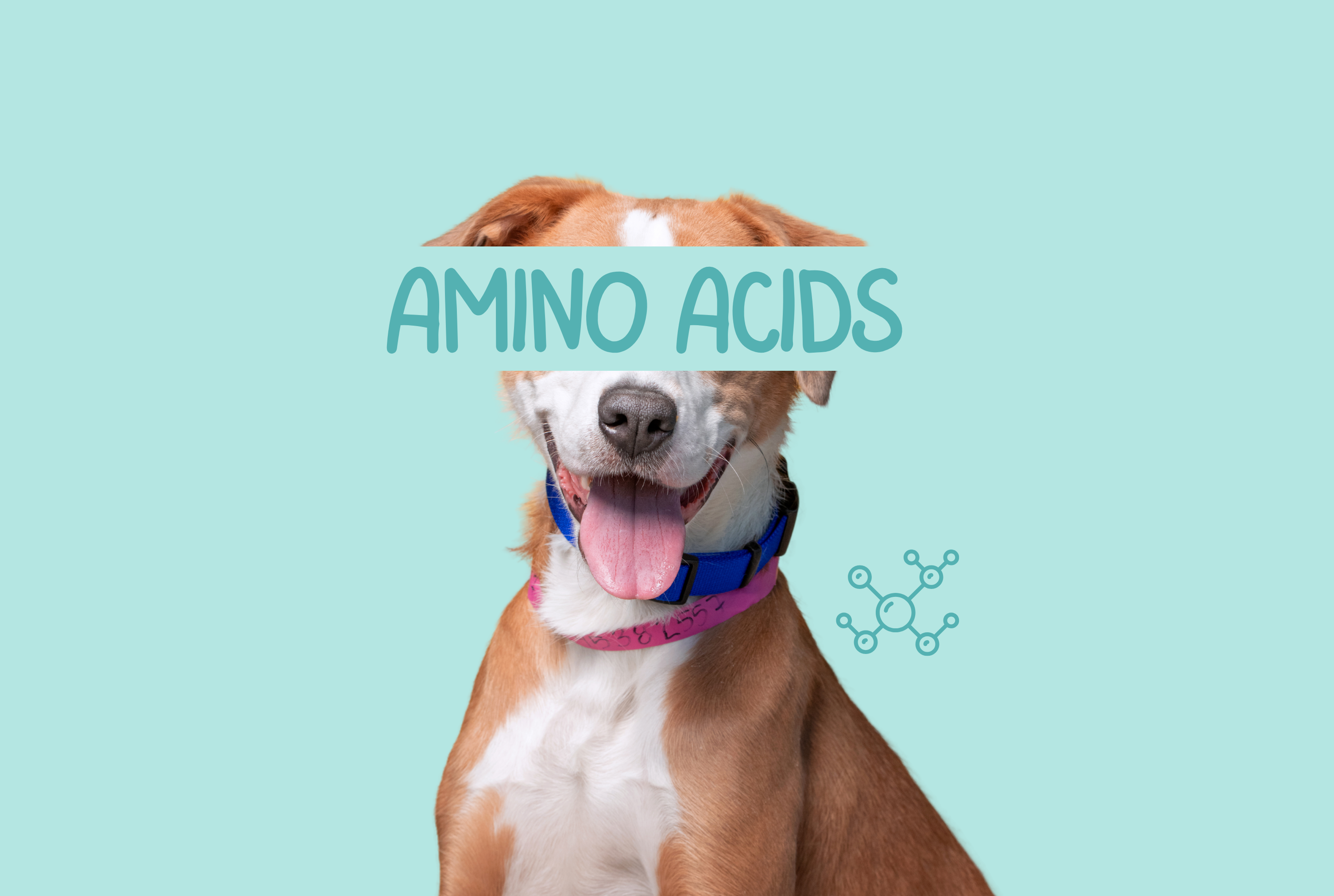 best kibble dog food