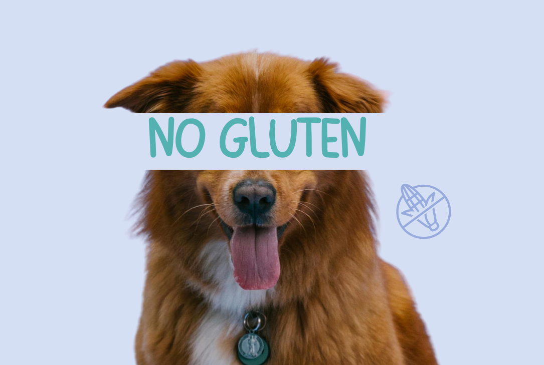 Gluten Free Dog Food