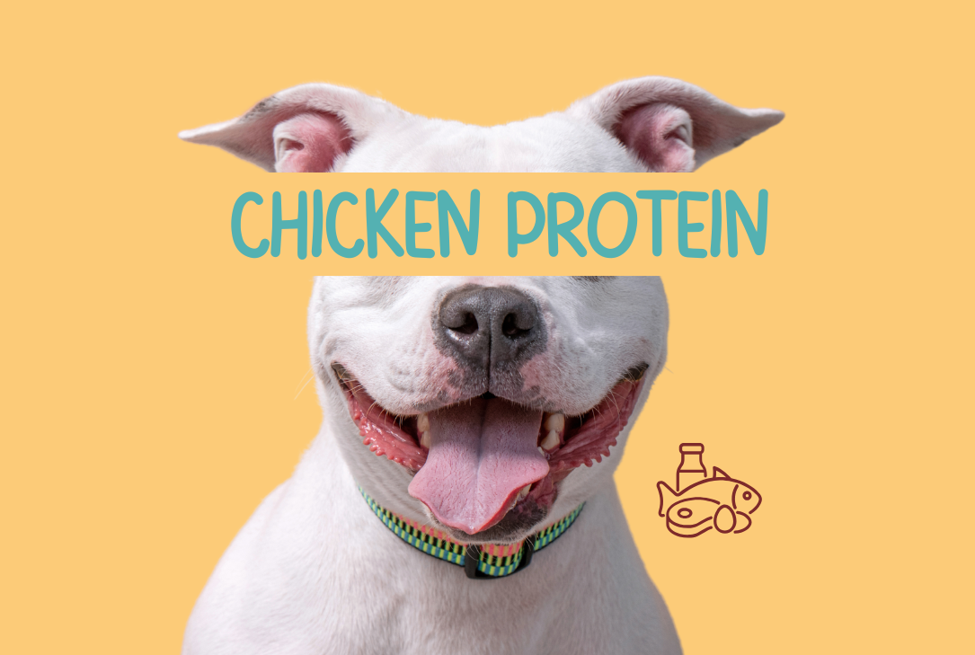 High protein dog food