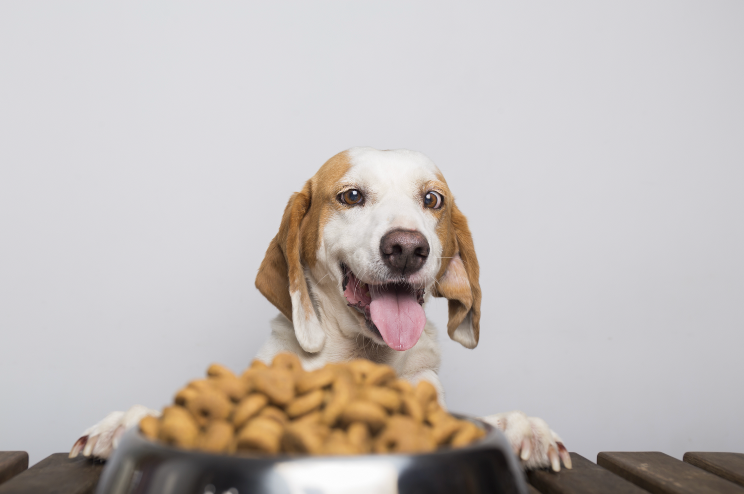 Best Dry Dog Food