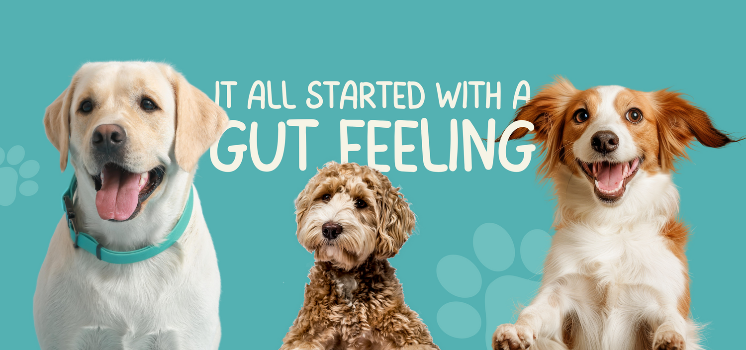 best kibble dog food